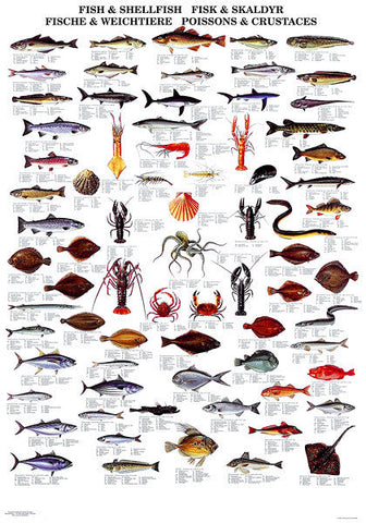 Fish & Shellfish Poster