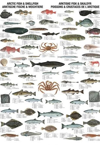 Arctic Fish & Shellfish Poster