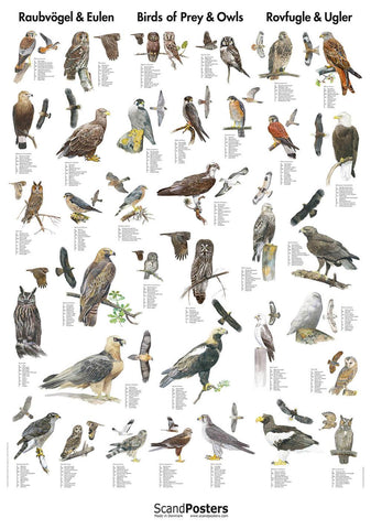 Birds of Prey & Owls Poster