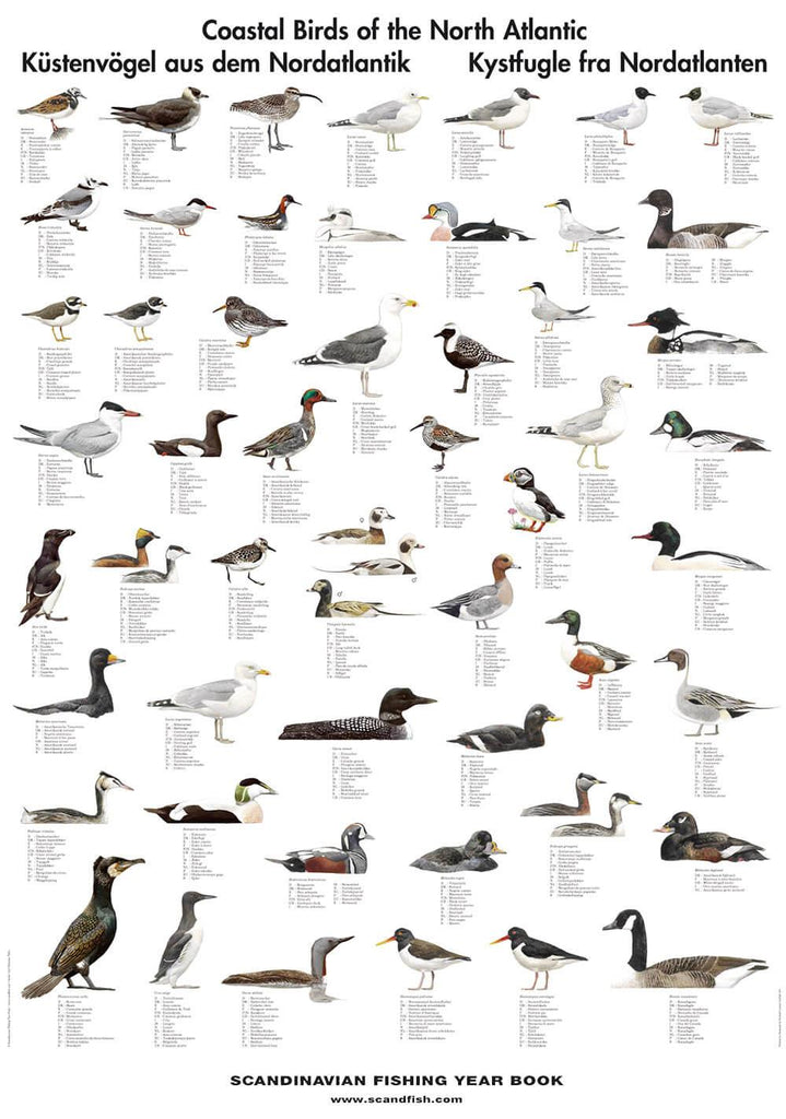 Coastal Birds of the North Atlantic Poster