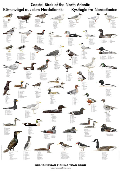 Coastal Birds of the North Atlantic Poster – Coastal Nets Online Store