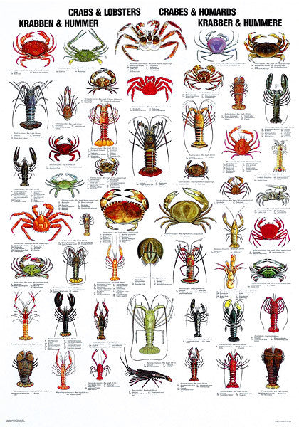 Crab and Lobster Poster