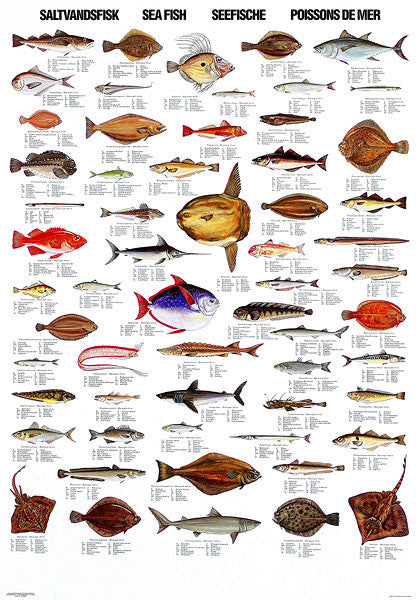 Sea Fish Poster