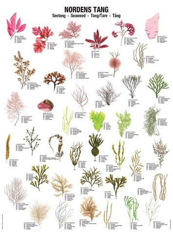 Seaweed Poster